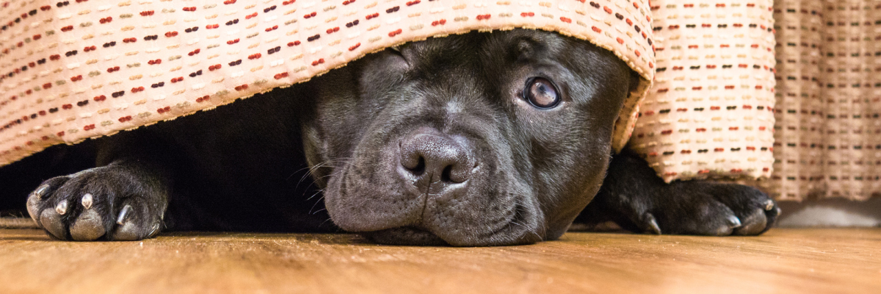 How My Dog Is Helping Me Through a Major Depressive Episode Cute, shy, Staffordshire Bull Terrier dog lying on a wood floor hiding under a curtain, drape, one open eye can be seen as he is peeking out.