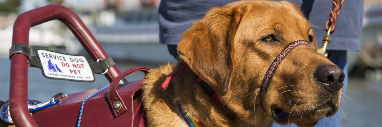 You Know You Have a Service Dog When... A service dog for a woman assists her as she walks.