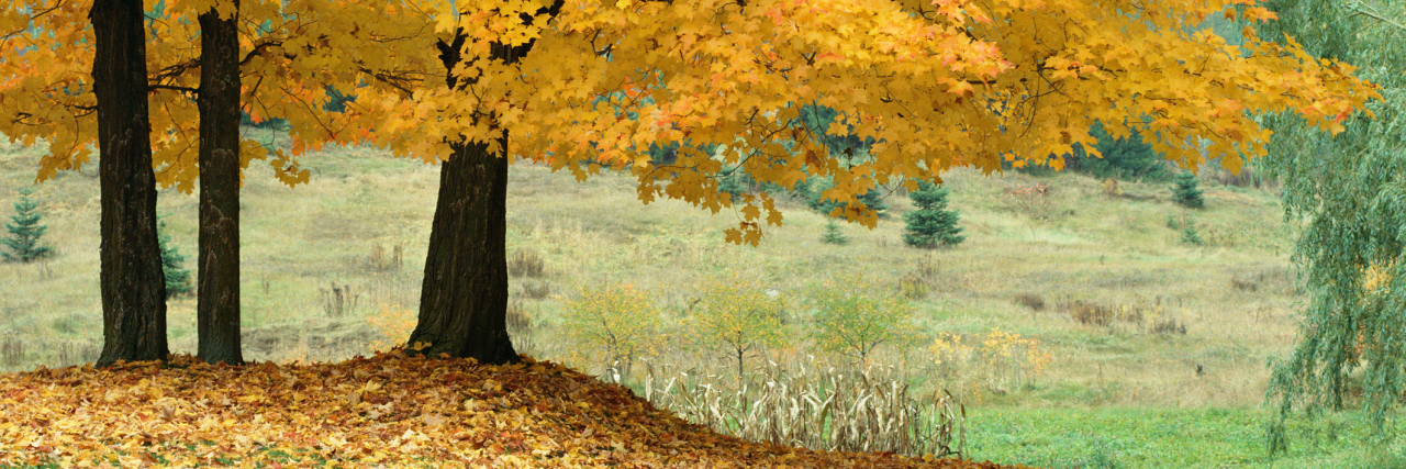 Fibromyalgia, Chronic Pain: What to Remember as Winter Approaches autumn leaves falling from a tree