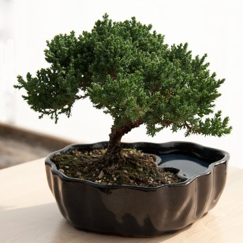 juniper bonsai tree indoor plant for homebound person on your shopping list