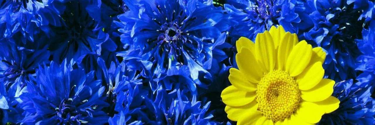 Babies With Down Syndrome Are Like a Yellow Flower in Blue Bouquets