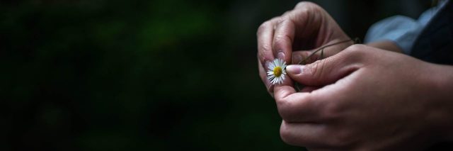 hands holding small flower