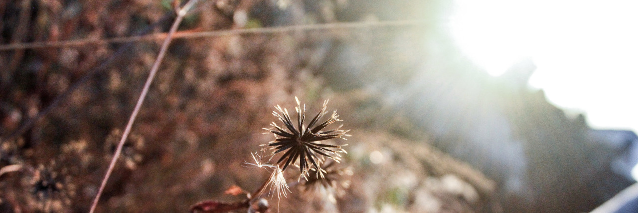 Mental Illness, Chronic Pain: Taking Advantage of Days You Feel Good sun shining through weeds