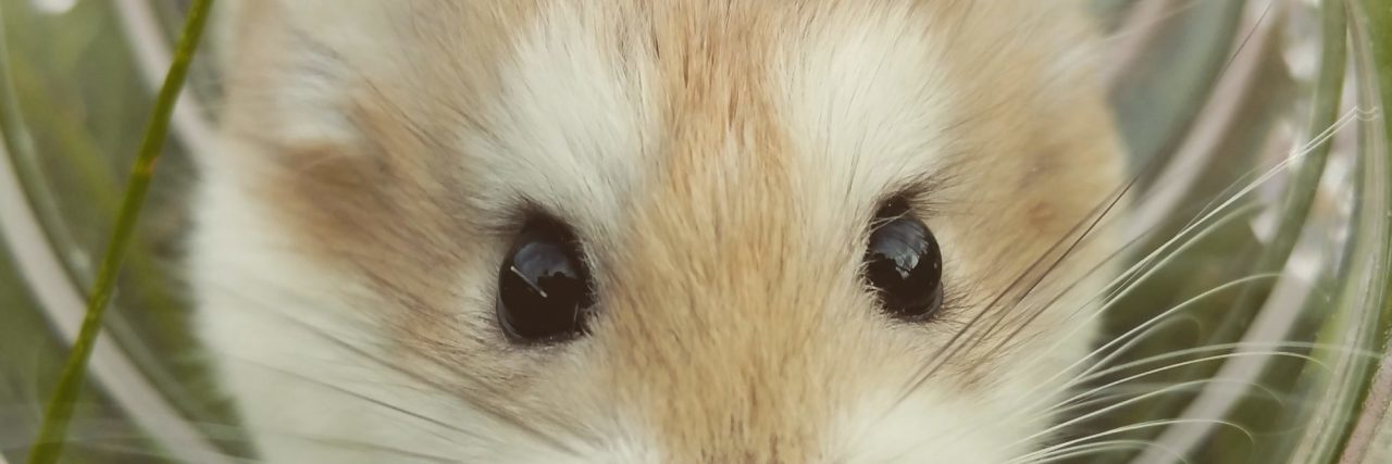 hamster in tunnel looking at camera