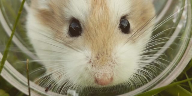 hamster in tunnel looking at camera