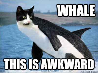 whale this is awkward meme