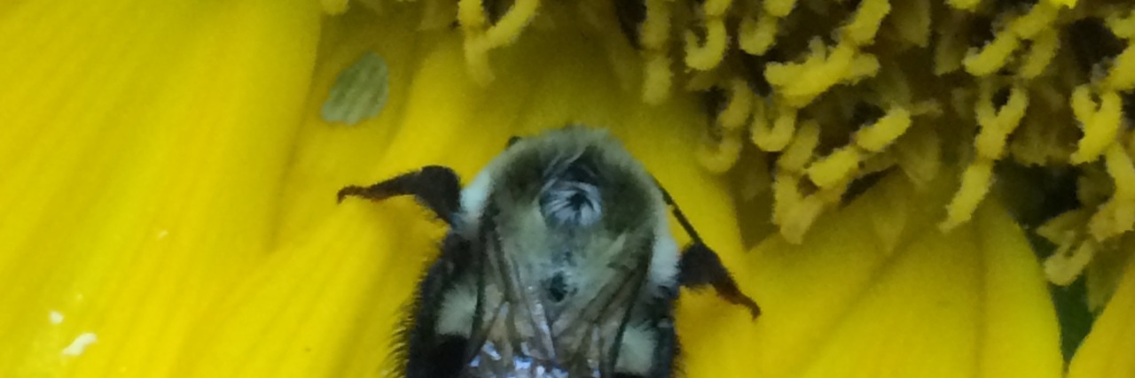 Focusing on Small Changes While Waiting for Medical Treatment small bug on a flower