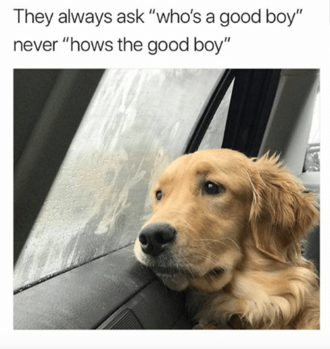 hows the good boy meme