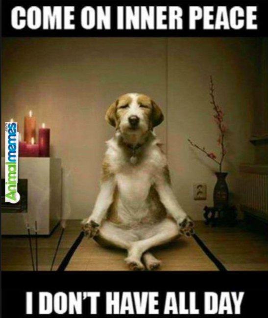 mindfulness meme