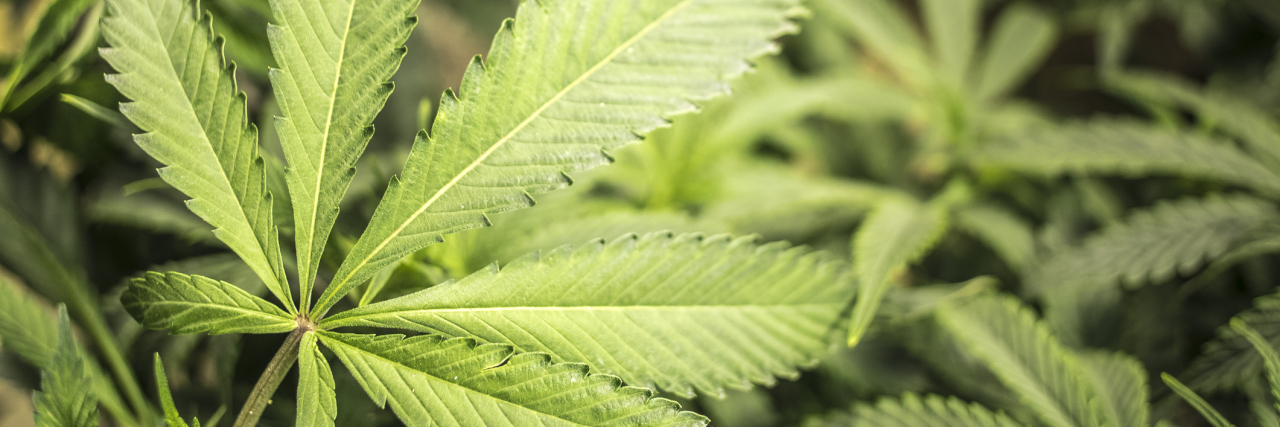 A 12-Year-Old Is Suing the Government Over Medical Marijuana Marijuana garden with close up of big leaf