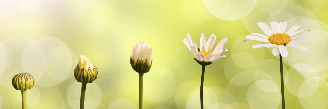 Ways to Keep Growing After a Traumatic Brain Injury Daisies on green nature background, stages of growth.