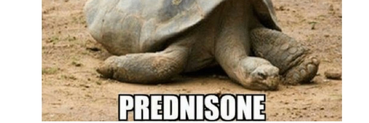 16 Memes That Might Make You Laugh If You've Taken Prednisone