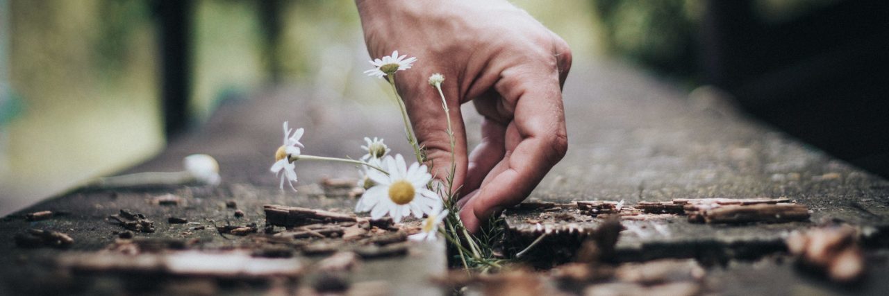 What My Garden's Daisies Say About My Depression man pulling daisies from bricks in garden