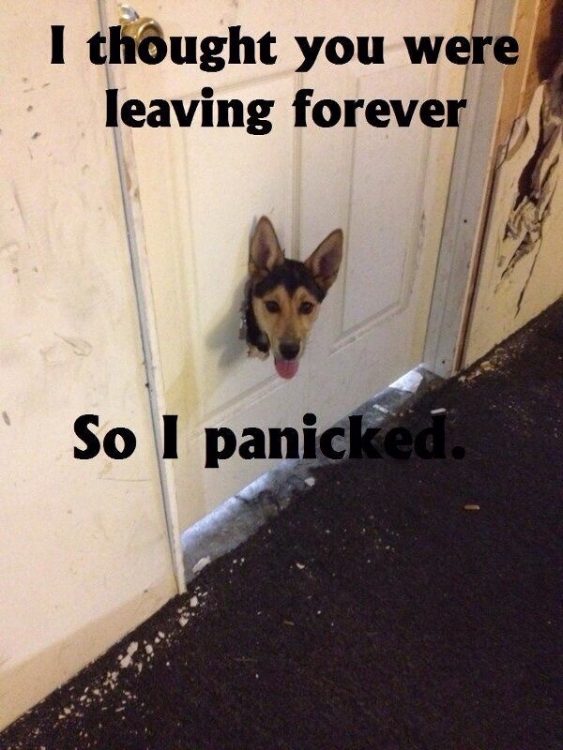 i thought you were leaving forever so I panicked