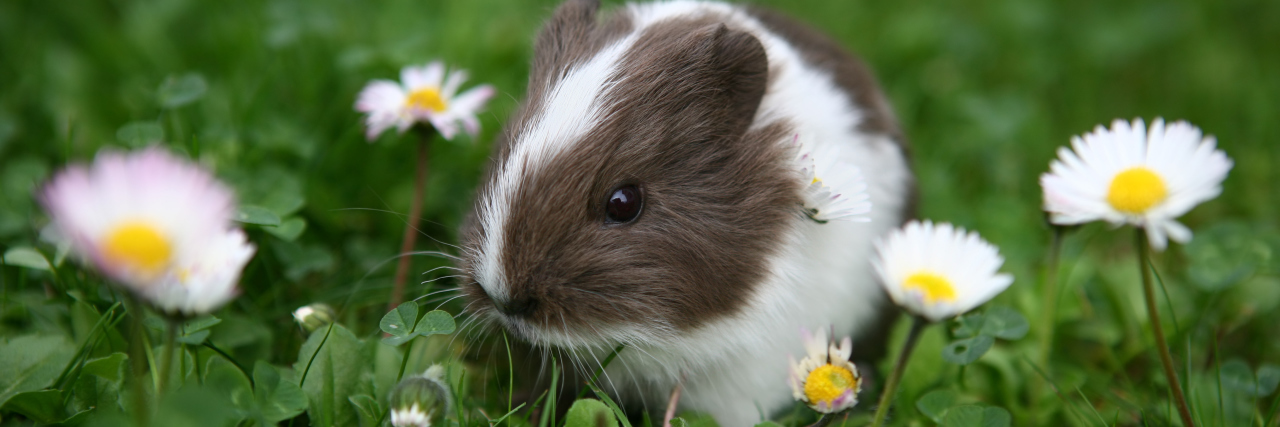 guinea pig in a field of daisies