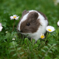 guinea pig in a field of daisies
