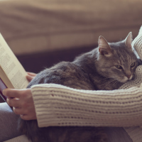 Woman reading book with cat on lap.