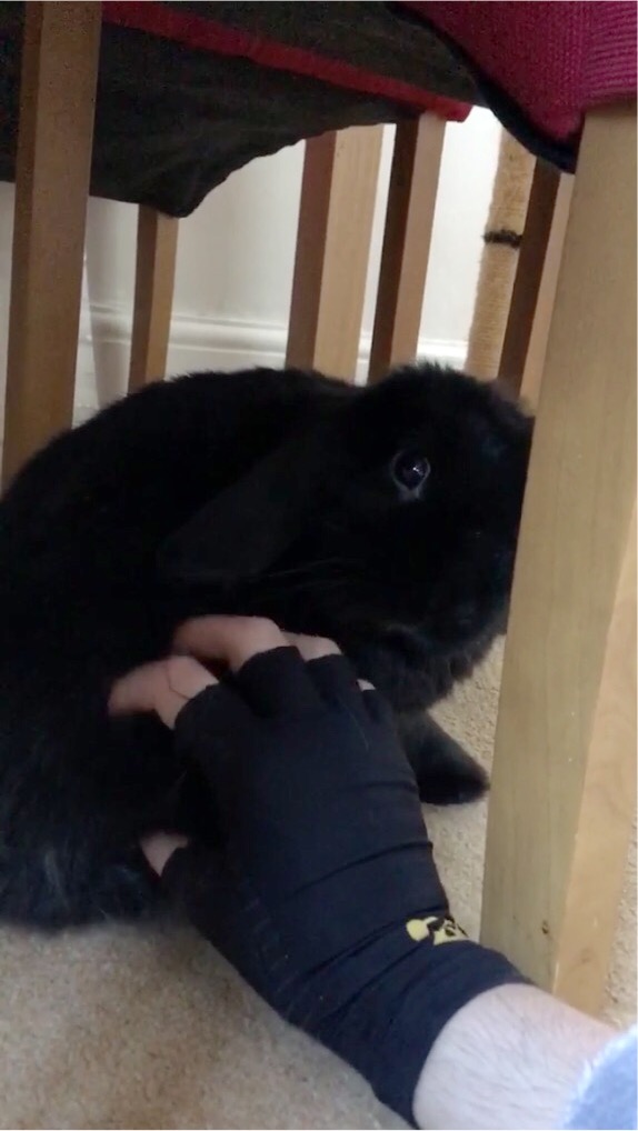 My Rescue Rabbit Helped My Physical And Mental Health