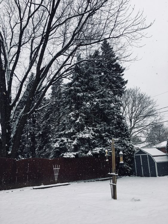 snowy backyard