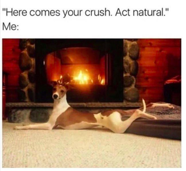 act natural dog meme