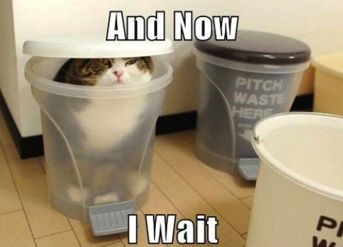 cat wait in bucket meme