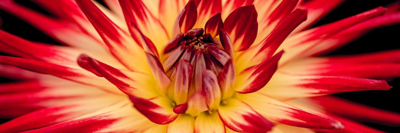 Finding Strength Living With Hereditary Inclusion Body Myopathy Beautiful red and yellow flower.