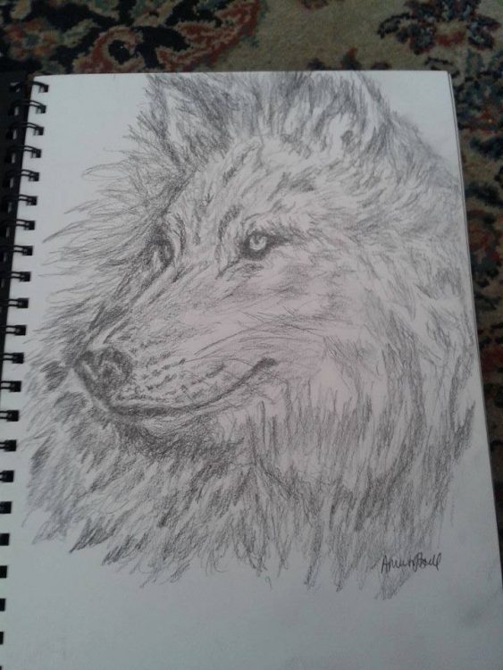 pencil drawing of dog or wolf by alysia M.