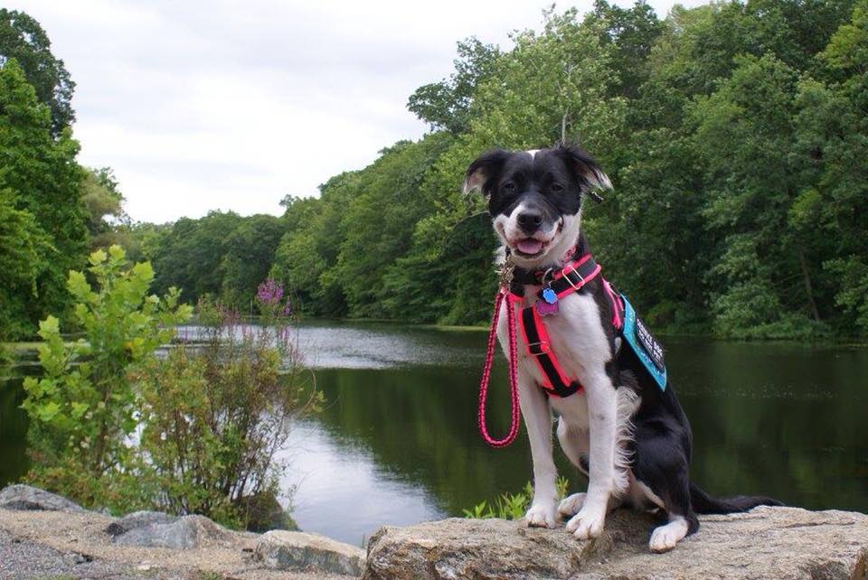 service dog sitting on a rock next to a lake