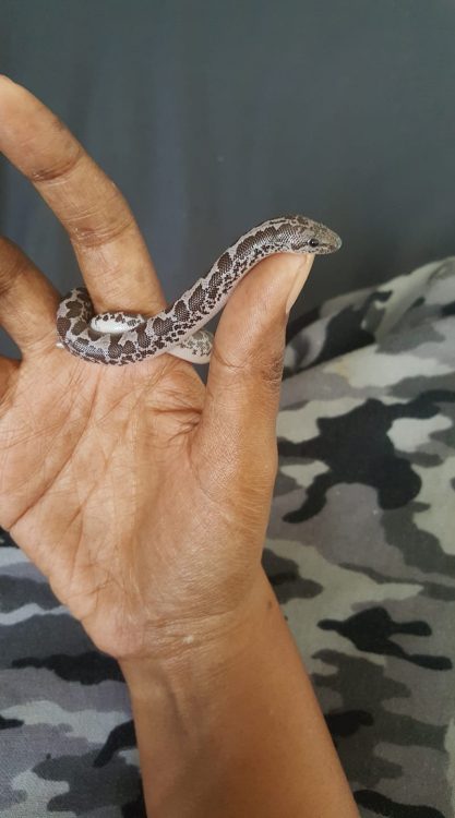 hand holding small snake