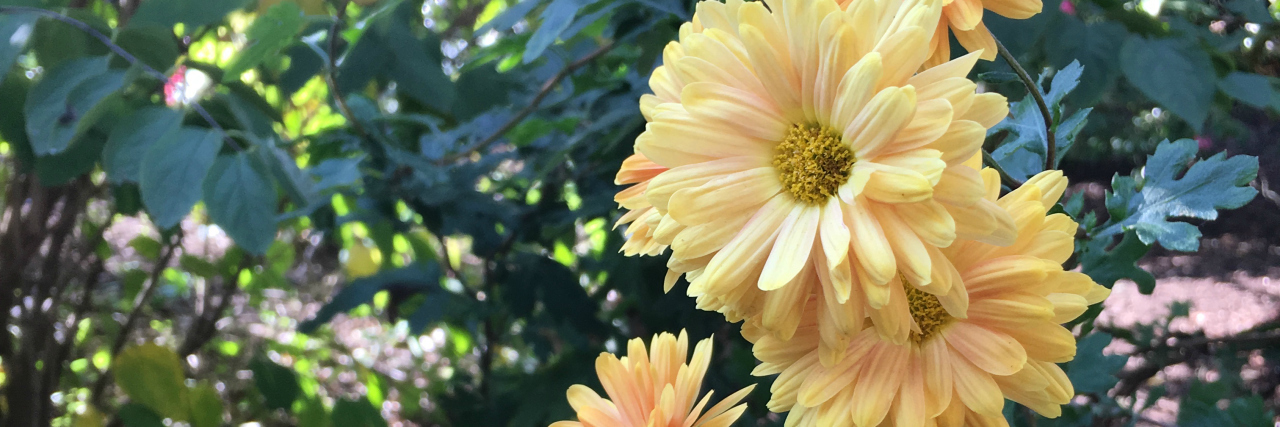 To My Loved Ones Who Support Me Through My Chronic Illness orange and yellow flowers