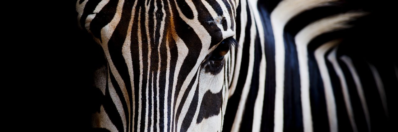 The Grueling Road to Diagnosis for My Rare Diseases Headshot of a Burchell's Zebra