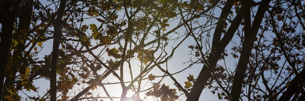 Searching for the Meaning of Life in the Blank Spaces maple trees with falling leaves in the autumn season during sunset