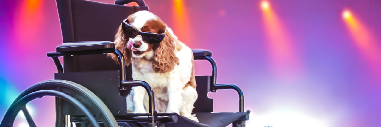 Cavalier King Charles Spaniel dog wearing sunglasses and riding in a wheelchair.