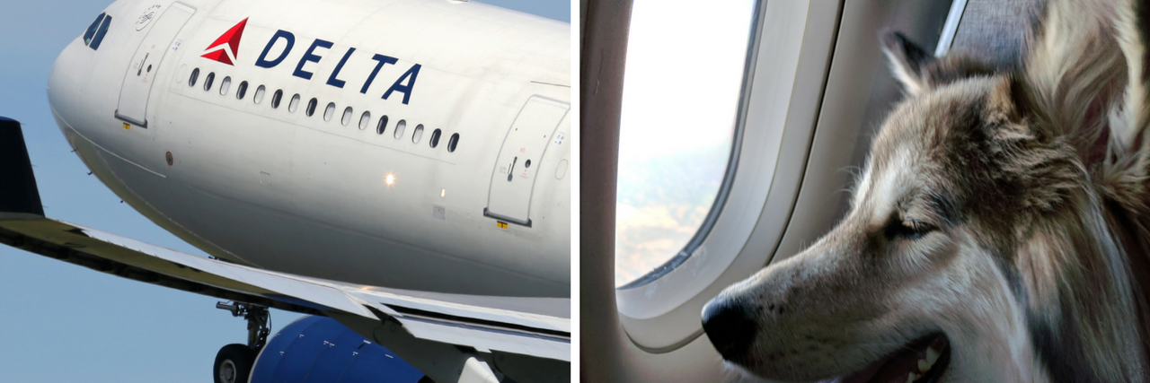 Delta plane and dog on flight