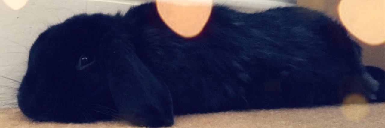 My Rescue Rabbit Helped My Physical and Mental Health A photo of the writer's black rescue rabbit.