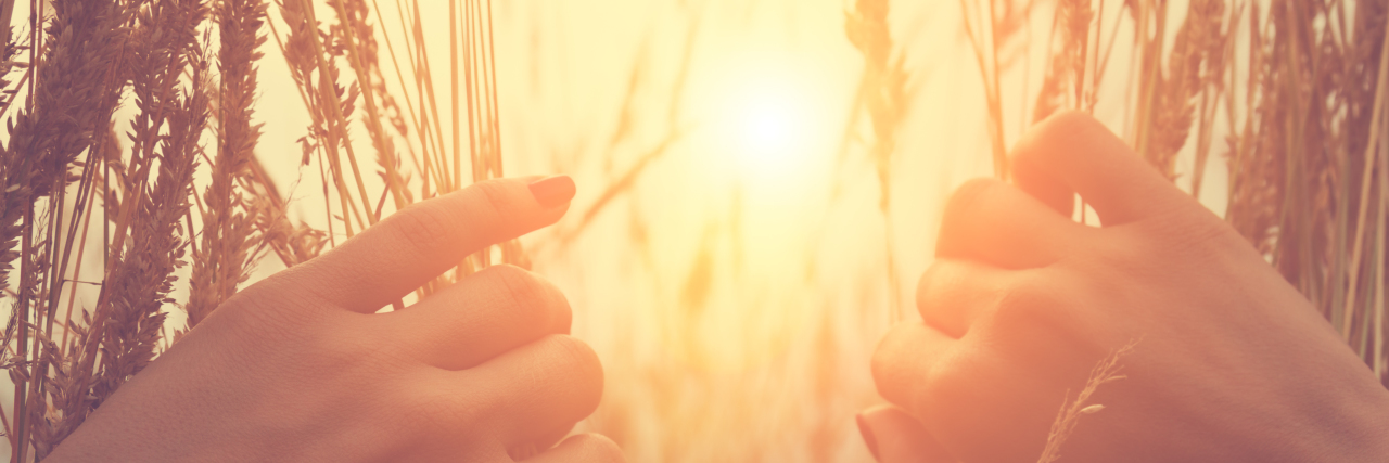 Looking through wheat at sun.