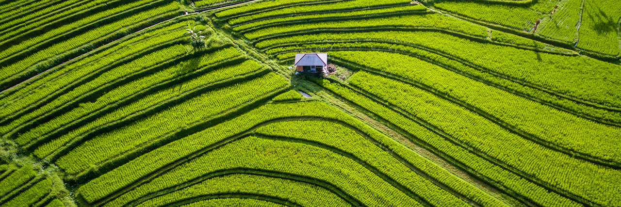 Why I Work to Help People With Mental Illnesses in Indonesia A shot of Bali, Indonesia, rice fields