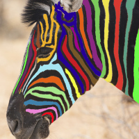 zebra with colored stripes instead of white stripes