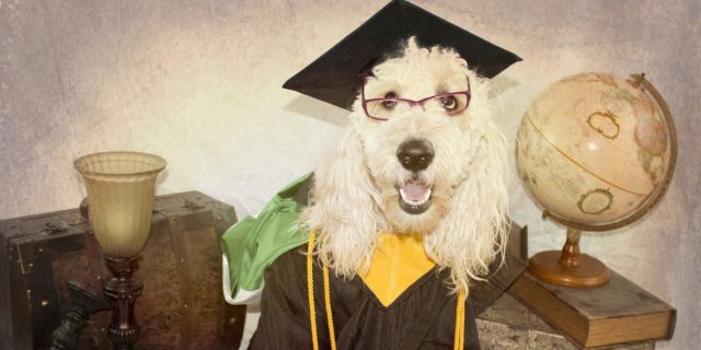 A picture of a dog wearing a graduation gown, surrounded by things like globes.