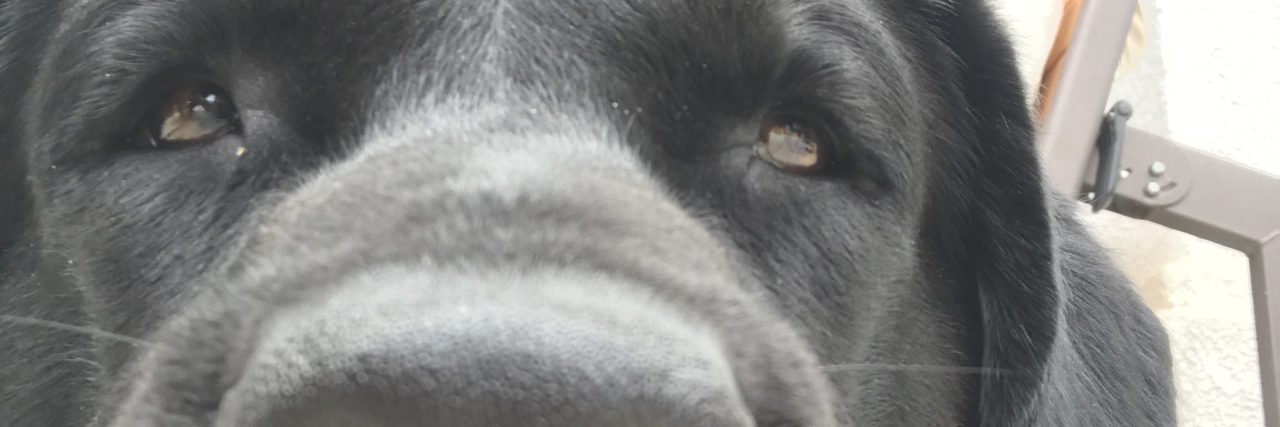 Service Dogs and Job Interviews Yijia's service dog, a black Labrador relaxing on the floor.