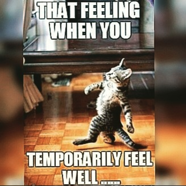 cat walking on hind legs with caption that feel well