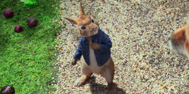 peter rabbit | Signs, Symptoms, Support