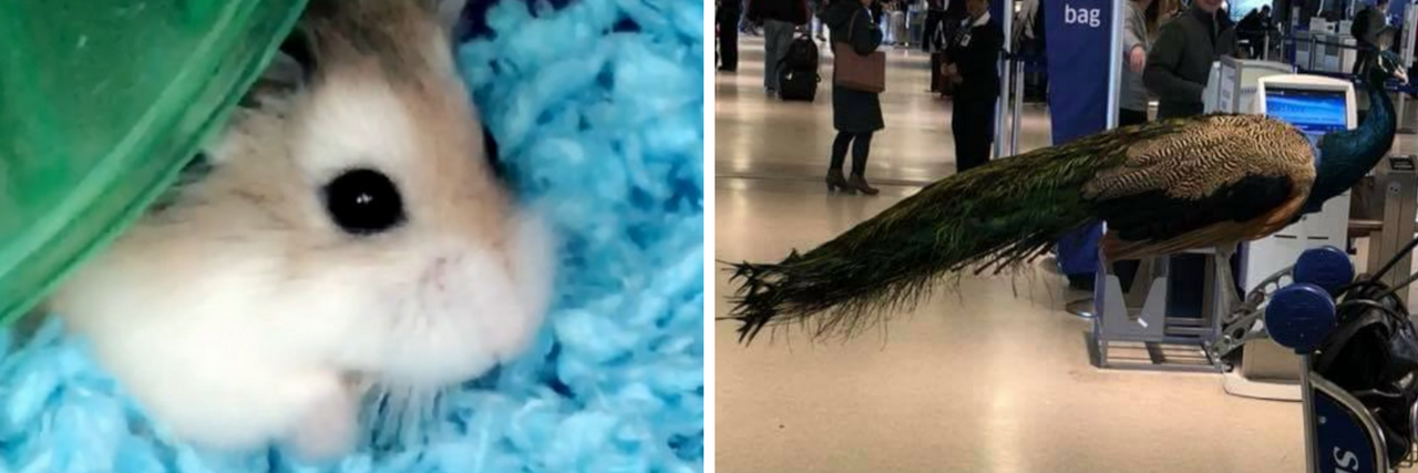 ESA Regulations at Airports Unclear and Abused by Some Passengers