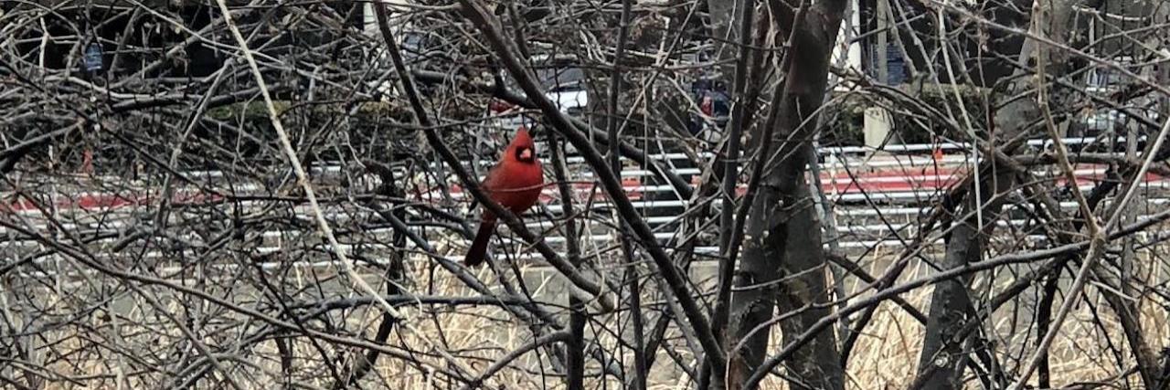 cardinal sitting in a tree