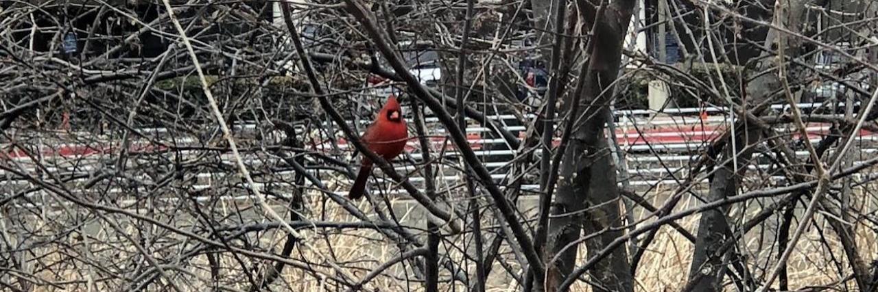 Miscarriage: A Different Kind of Loss cardinal sitting in a tree