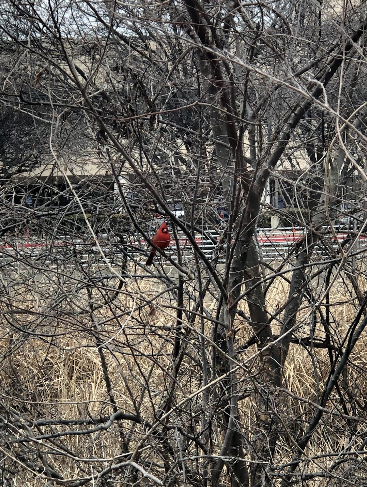 cardinal sitting in a tree