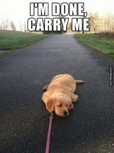dog laying on ground with caption im done, carry me