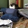 black and white cat sitting on top of an open suitcase