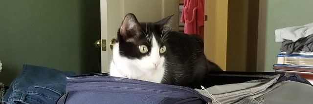 black and white cat sitting on top of an open suitcase