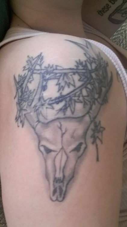 An antler skull